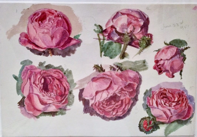 Roses by A.C.Tatham June 1951